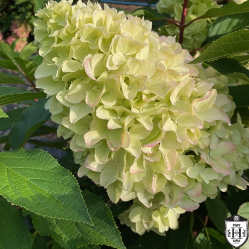 Hydrangea paniculata 'Little Fresco' - Aedhortensia 'Little Fresco' C2/2L